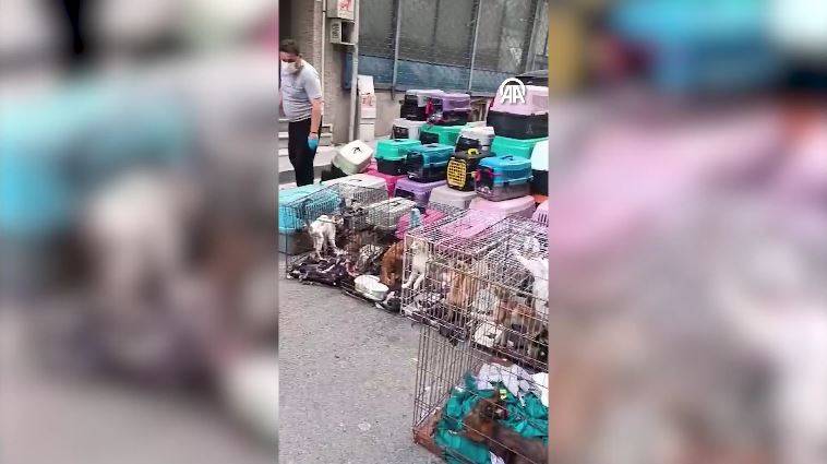 Dükkanda 85 kediyi alıkoydu rekor ceza yedi 2